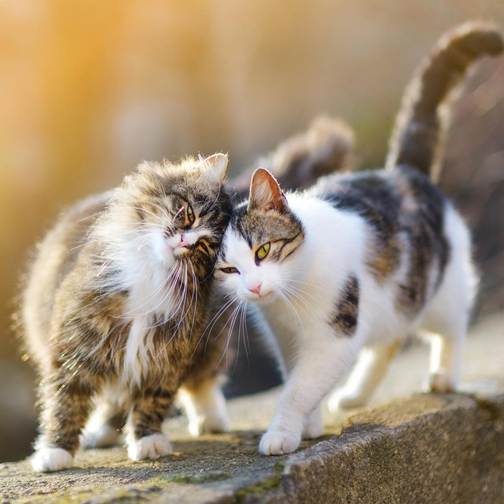 Kastrationsprogramm wirkt sich positiv auf Katzenpopulation aus